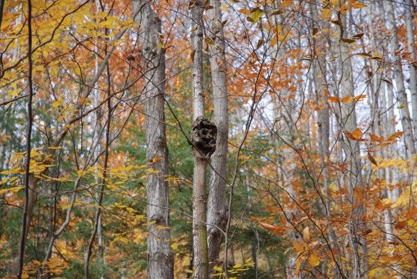 Forest Face